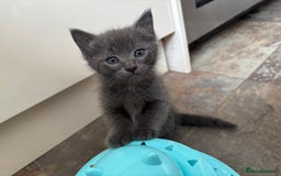 Russian Blue cats for sale: Russian Blue x Ragdoll Kittens - Image 5