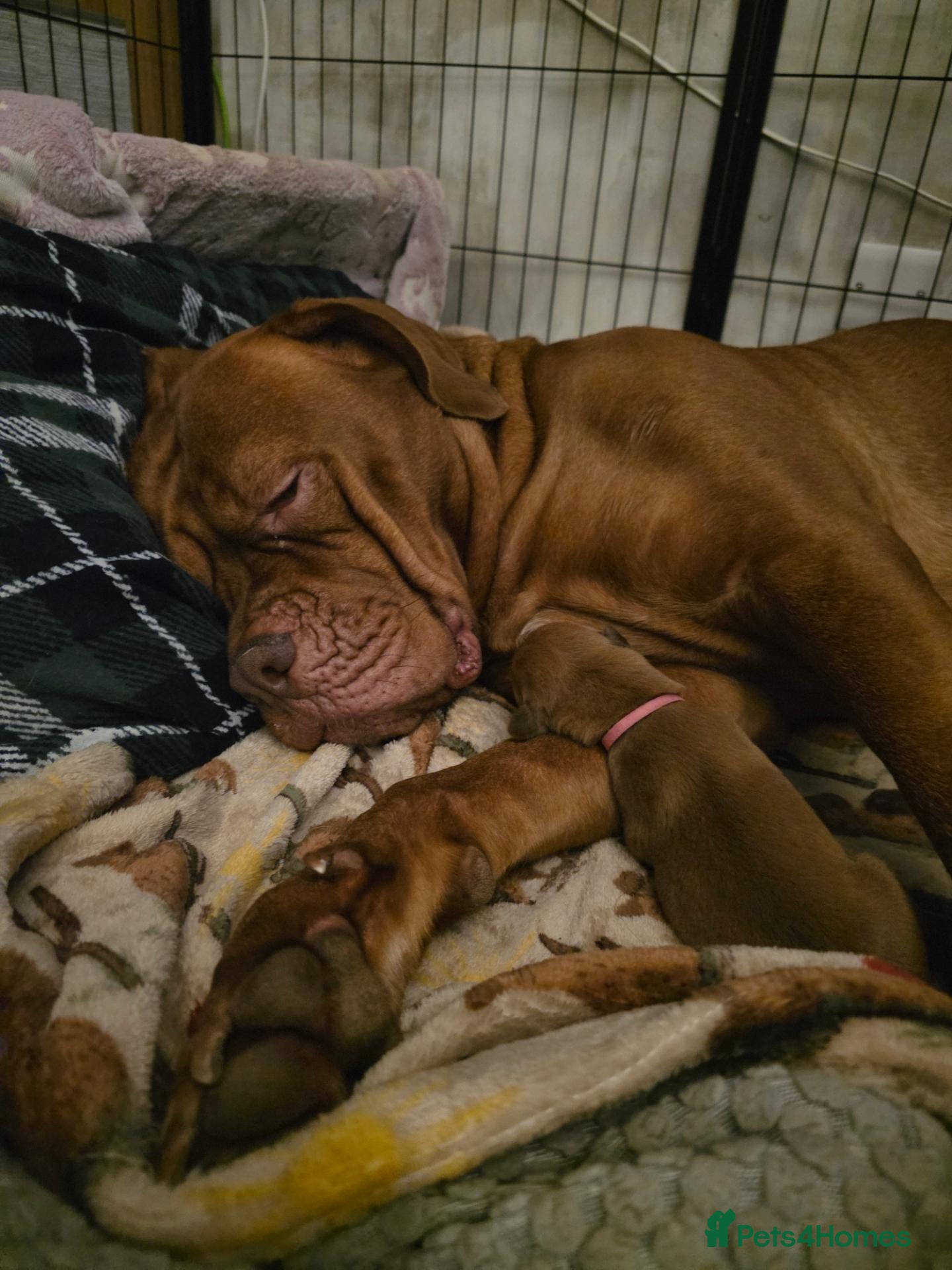Dogue De Bordeaux dogs for sale: Beautiful chunky litter  - Advert 6