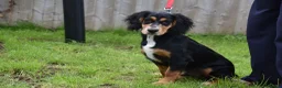 Cocker Spaniel dogs for sale: 5 Months Old Male Working Cocker KC Reg - Advert 32