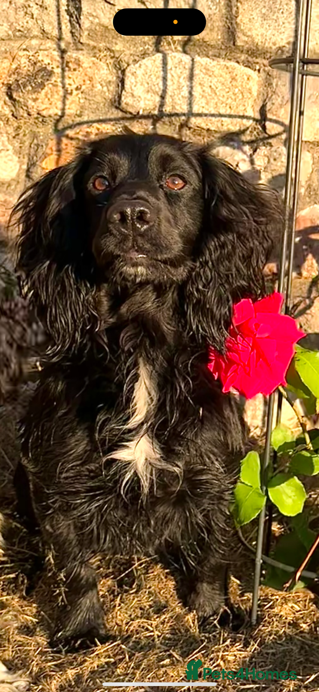 Cocker Spaniel dogs for stud: Blackmeadow Chancer FOR STUD (FTCH x FTCH) - Image 3