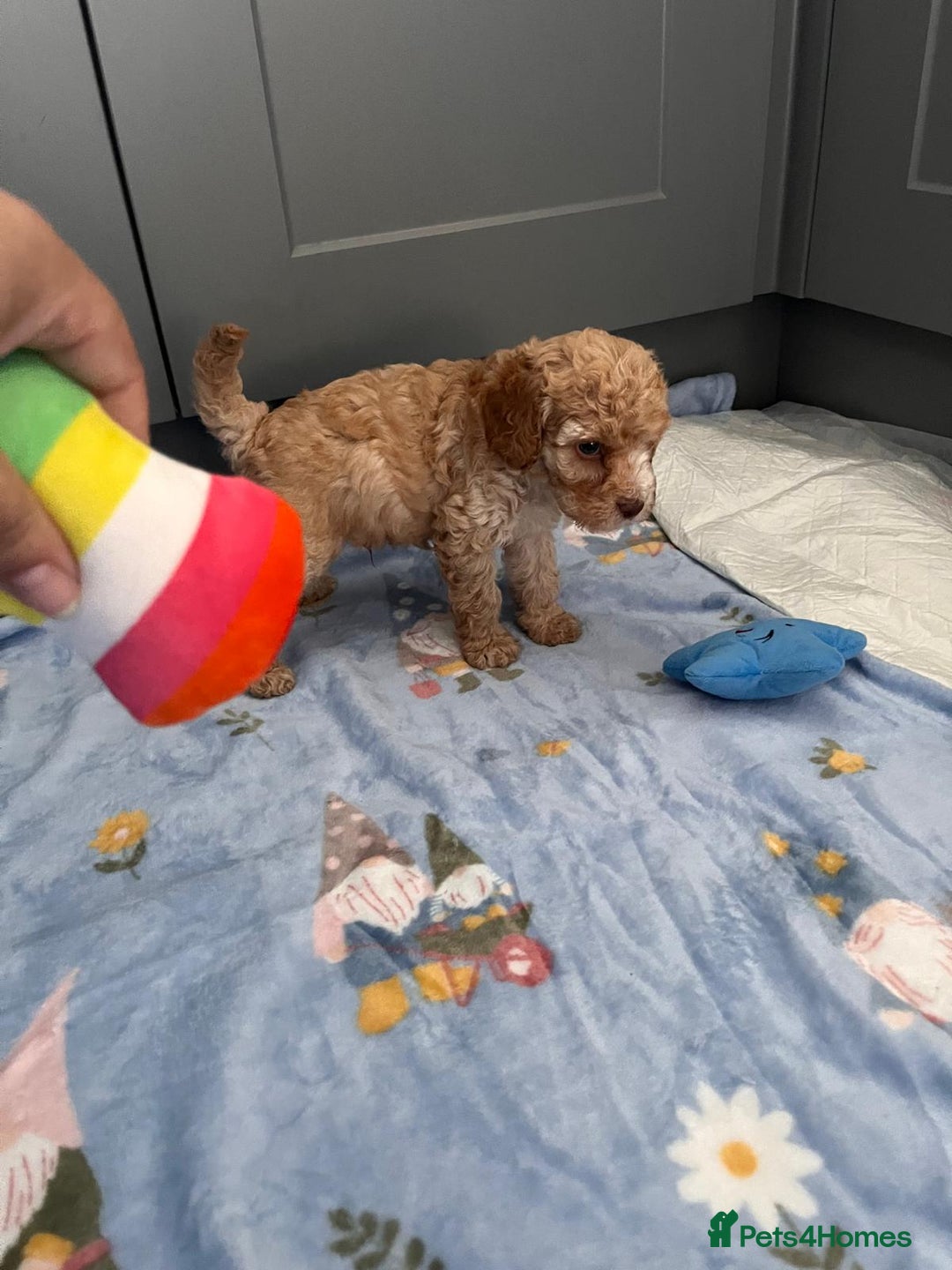 Cavapoo dogs for sale: * Cavapoo Boys available * - Image 19