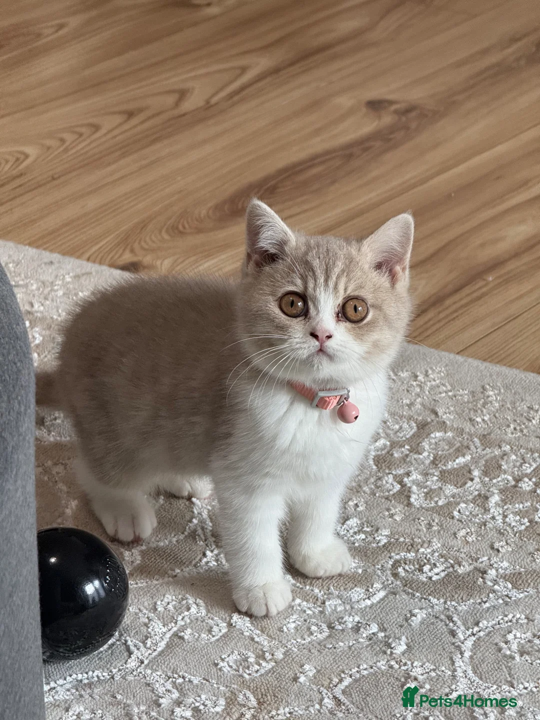 British Shorthair cats for sale: British short hair kitten  - Advert 1