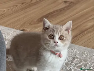 British Shorthair cats British short hair kitten - Advert 1