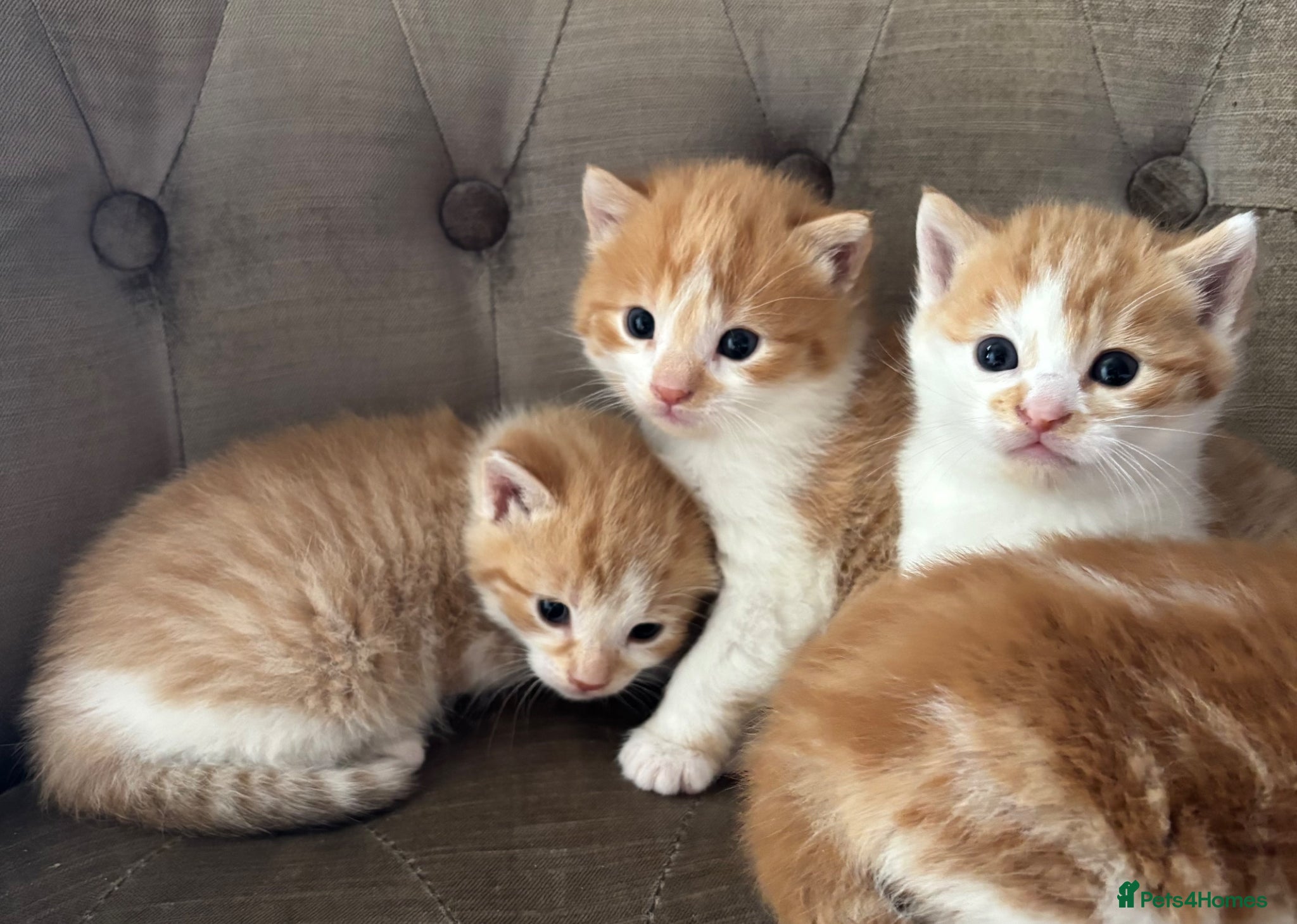 Mixed Breed cats Kittens 3 ginger/white MainecoonXbengal ready!🐈🐈 - Advert 4