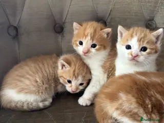 Mixed Breed cats Kittens 3 ginger/white MainecoonXbengal ready!🐈🐈 - Advert 4