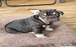 French Bulldog dogs for sale: Boo litter - Image 2