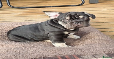 French Bulldog dogs - Advert 7