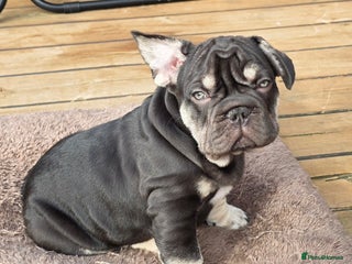 French Bulldog dogs Boo litter - Advert 1