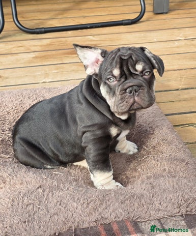 French Bulldog dogs - Advert 9