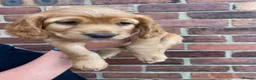 Cocker Spaniel dogs for sale: 2 boys ready now  - Advert 20