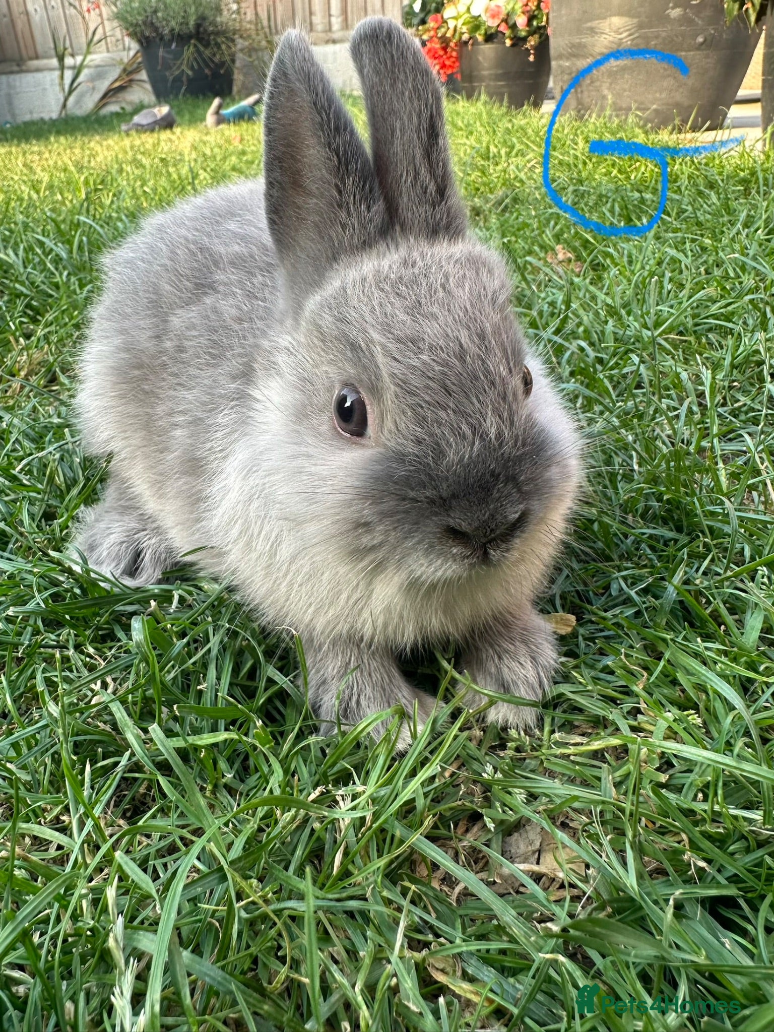 Netherland Dwarf rabbits Netherland Dwarf Rabbits For Sale  - Advert 2