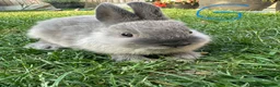 Netherland Dwarf rabbits for sale: Netherland Dwarf Rabbits For Sale  - Advert 2