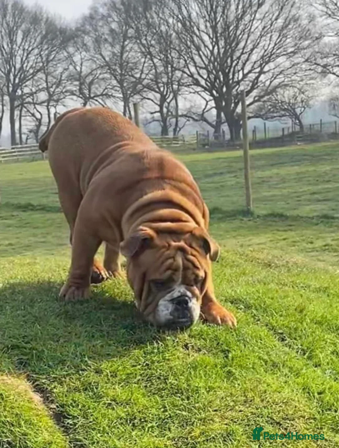 English Bulldog dogs for stud: Our Stunning English Bulldog Carter  in York - Advert 22