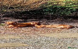 Dachshund dogs for sale: Standard Dachshund puppies  - Advert 6