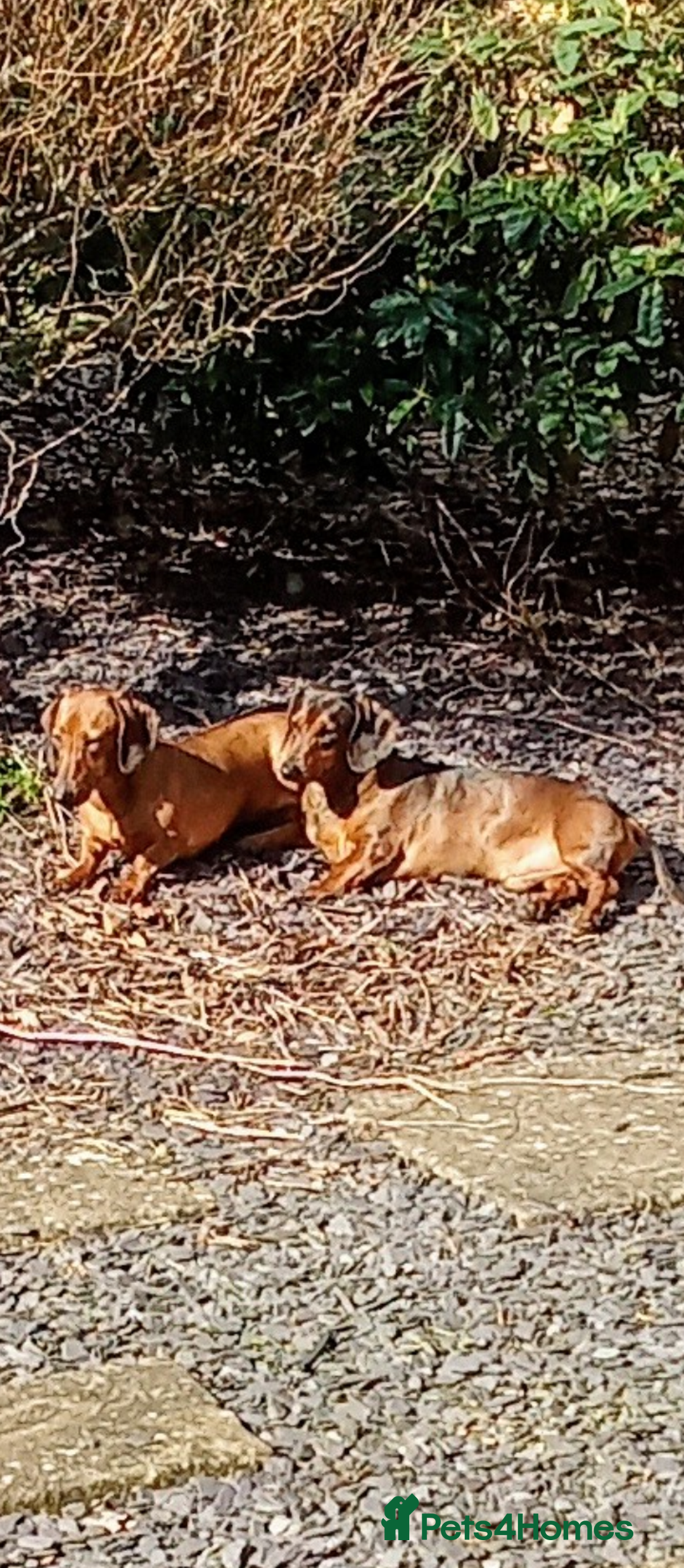 Dachshund dogs for sale: Standard Dachshund puppies  - Advert 6