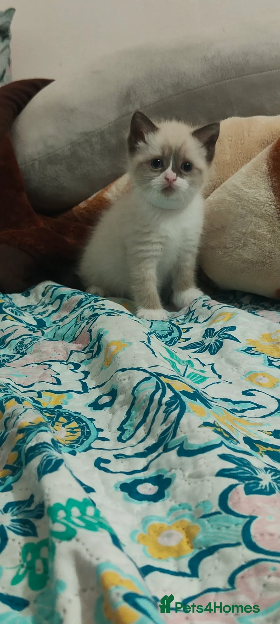 Ragdoll cats for sale: Give Your Heart a Friend-Beautiful Ragdoll Kittens - Advert 14