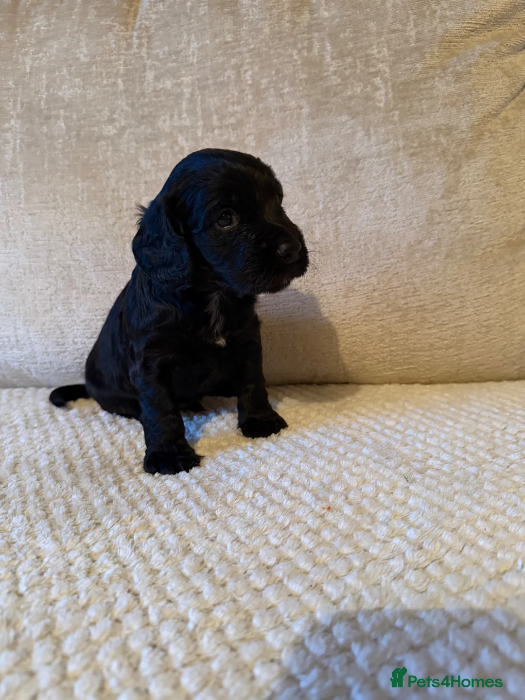 Cocker Spaniel dogs for sale: Black and Tan cocker spaniels  in Crook - Advert 12