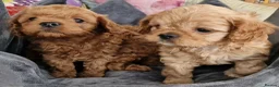 Cavapoo dogs for sale: Quality F1 Cavapoos - Advert 2