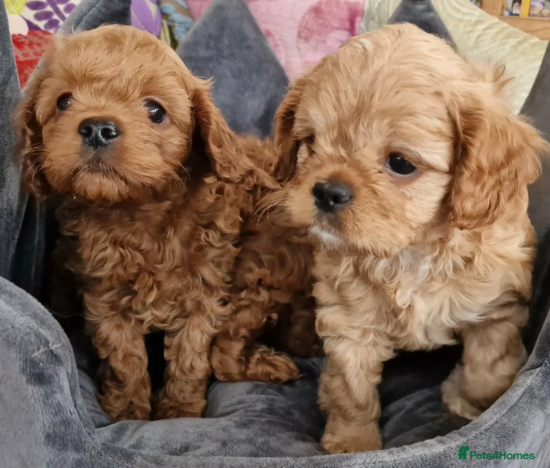 Cavapoo dogs for sale: Quality F1 Cavapoos - Advert 2