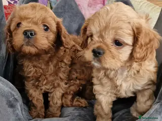 Cavapoo dogs Quality F1 Cavapoos - Advert 5