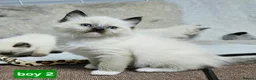Ragdoll cats for sale: Stunning Ragdoll Kittens Available - Advert 16