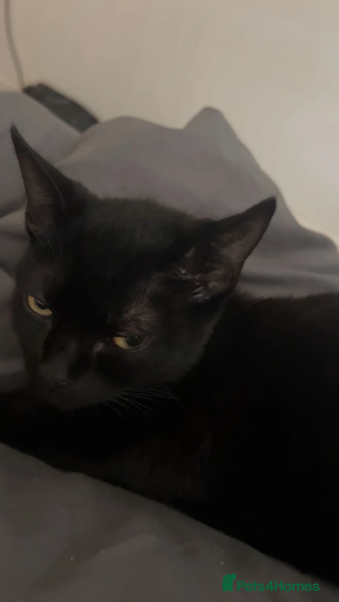 Bombay cats for sale: 2 Bombay cats  - Advert 4