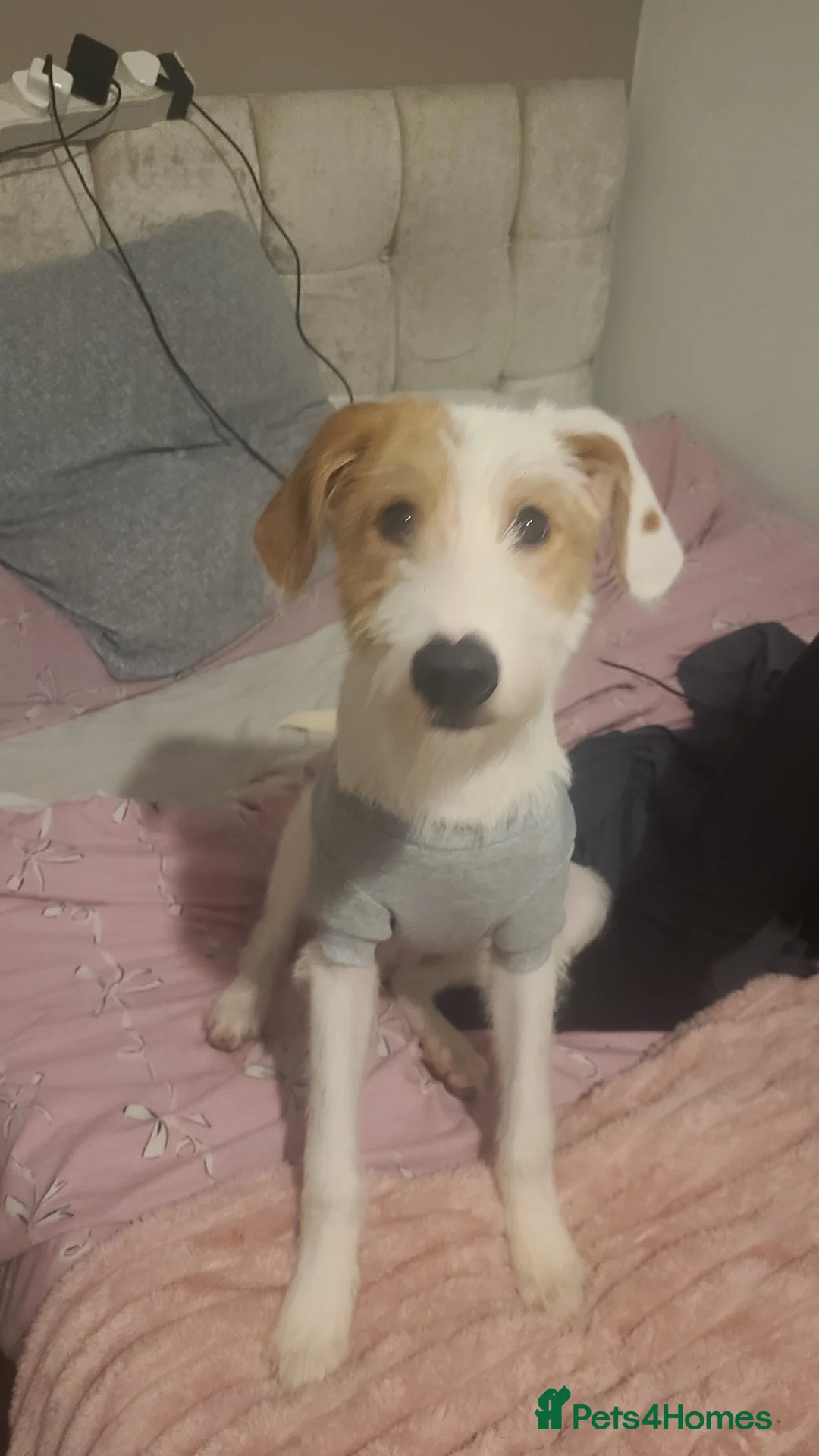 Gallery Image {{count}}