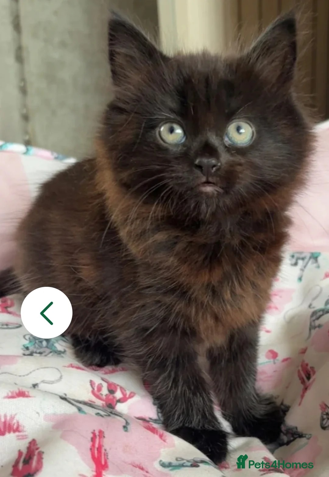 Mixed Breed cats for sale: Black/ Brown female kitten 9weeks. Fluffy,  cute - Advert 1