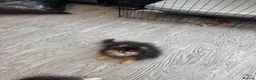 Pomeranian dogs for sale: Girl Pomeranians 🖤🤍 - Advert 12
