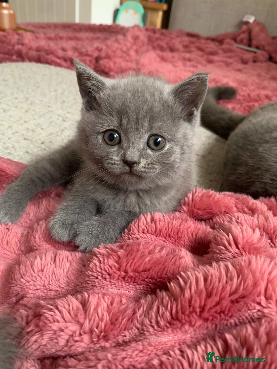 British Shorthair cats for sale: British shorthair - Advert 14