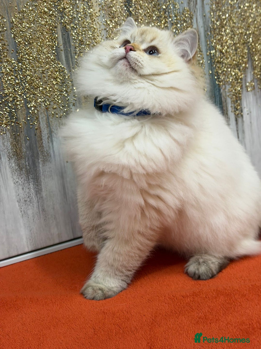 British Longhair cats for sale: 🌟Adorable TICA-Registered kitten - IZAK🌟 - Advert 19