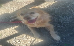 Mixed Breed dogs for sale: Cleo- Mixed Breed - Image 7