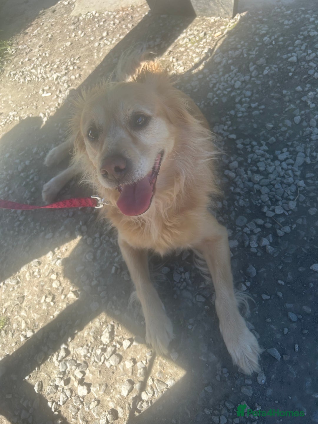 Mixed Breed dogs for sale: Cleo- Mixed Breed - Image 7