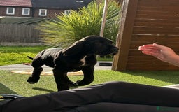 Great Dane dogs for sale: Remus  - Image 2