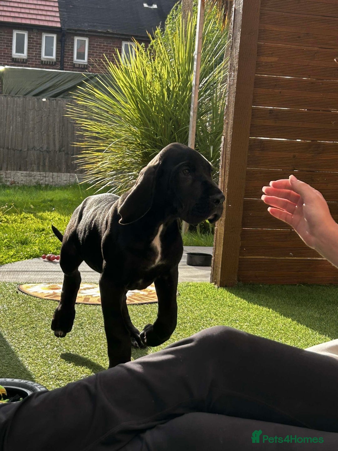 Great Dane dogs for sale: Remus  - Image 2