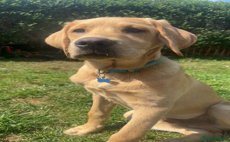 Labrador Retriever dogs - Advert 1