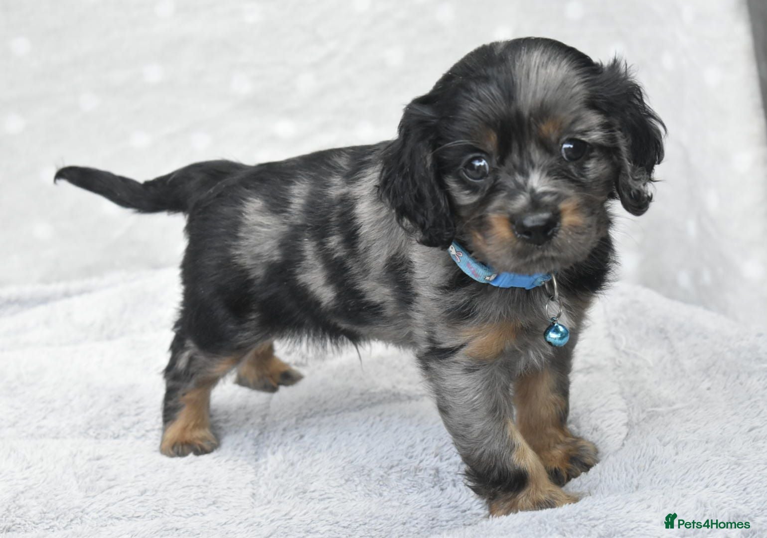 Cavalier King Charles Spaniel dogs Health Tested Parents-beautiful puppies - Advert 3