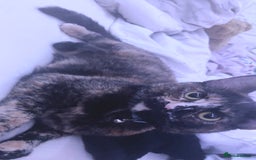 American Shorthair cats for sale: American shorthair kittens for sale - Image 1