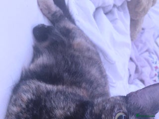 American Shorthair cats - Advert 28