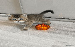 Scottish Fold cats for sale: TICA Pedigree Scottish Straight Boy🐾Rare colour🐾 - Image 4