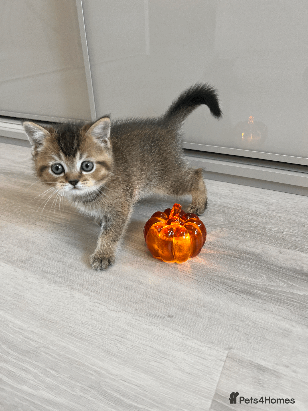 Scottish Fold cats for sale: TICA Pedigree Scottish Straight Boy🐾Rare colour🐾 - Image 4