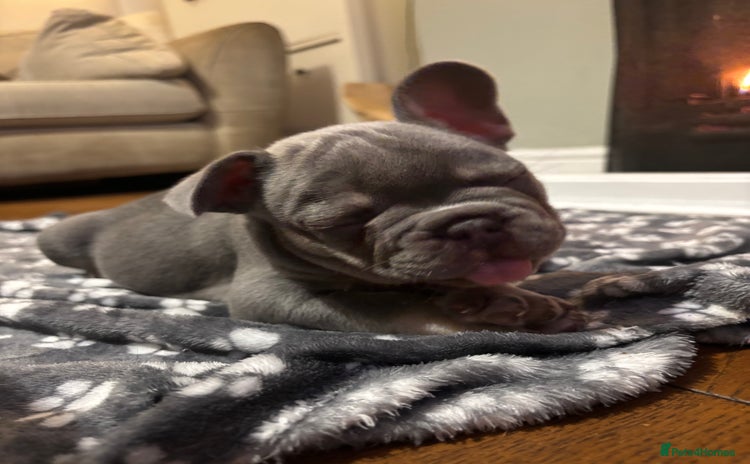 French Bulldog dogs - Advert 8