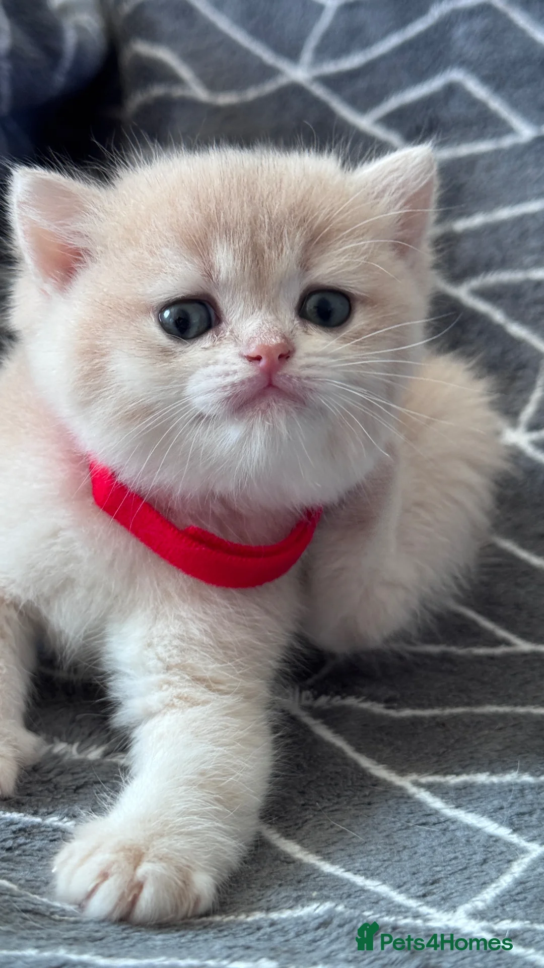 British Shorthair cats for sale: BSH GCCF LILAC & GOLDEN KITTENS  - Advert 1
