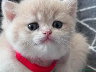 British Shorthair cats BSH GCCF LILAC & GOLDEN KITTENS - Advert 2