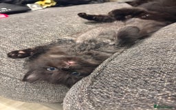 Mixed Breed cats for sale: 5 beautiful mix bread ragdoll fluffy kittens  - Image 1