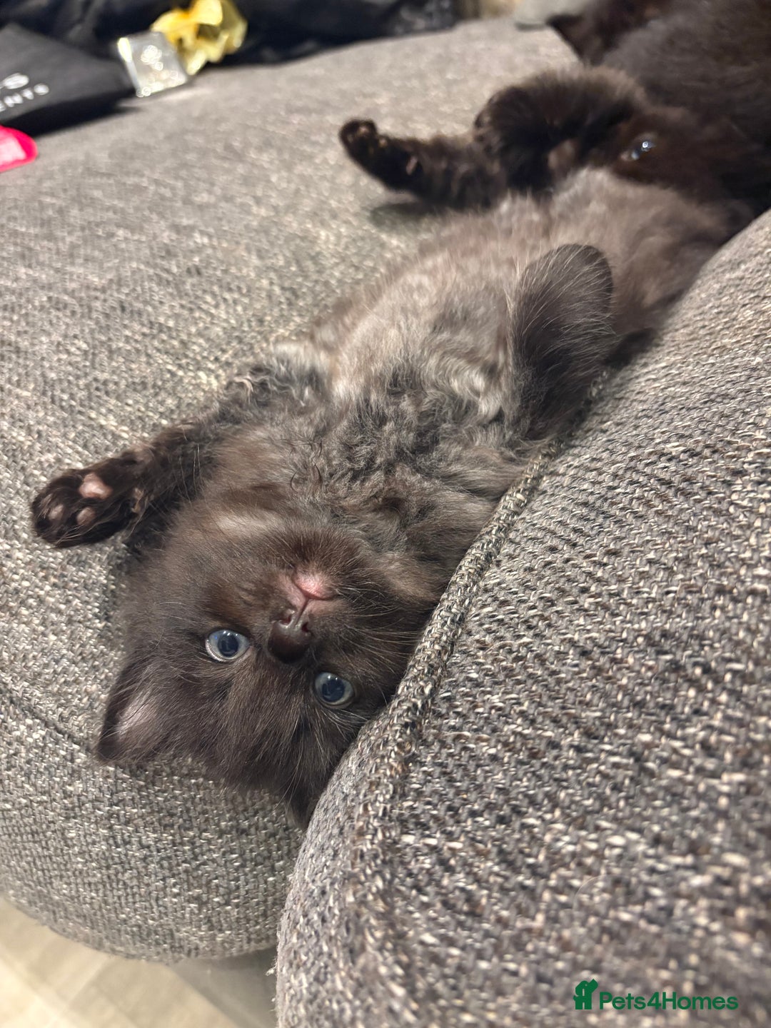 Mixed Breed cats for sale: 5 beautiful mix bread ragdoll fluffy kittens  - Image 1