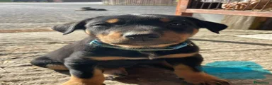 Huntaway Puppy 4