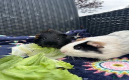 Guinea Pig rodents for sale: 4 lovely bonded boys Avalible 🩵 - Image 7