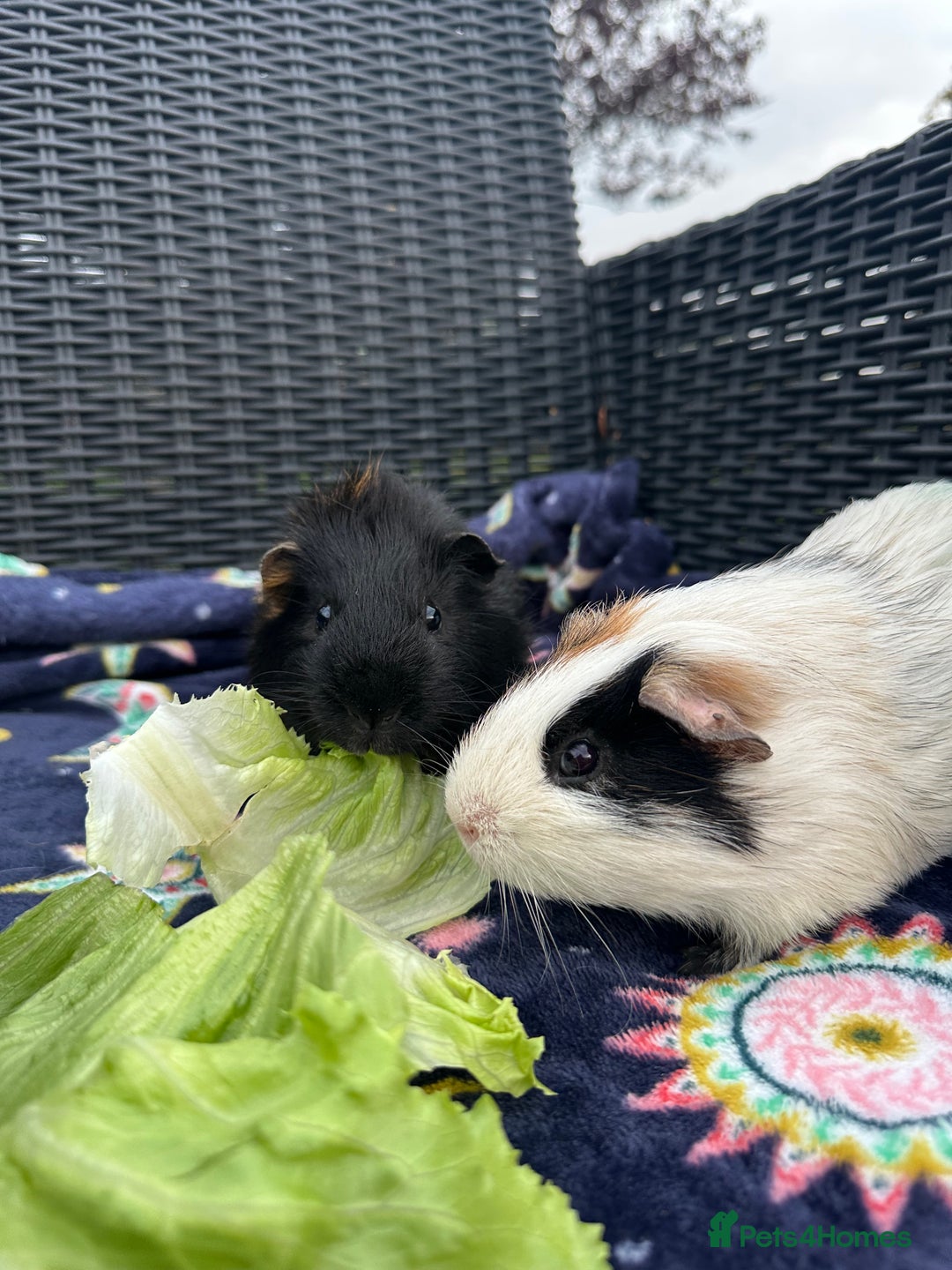 Guinea Pig rodents for sale: 4 lovely bonded boys Avalible 🩵 - Image 7