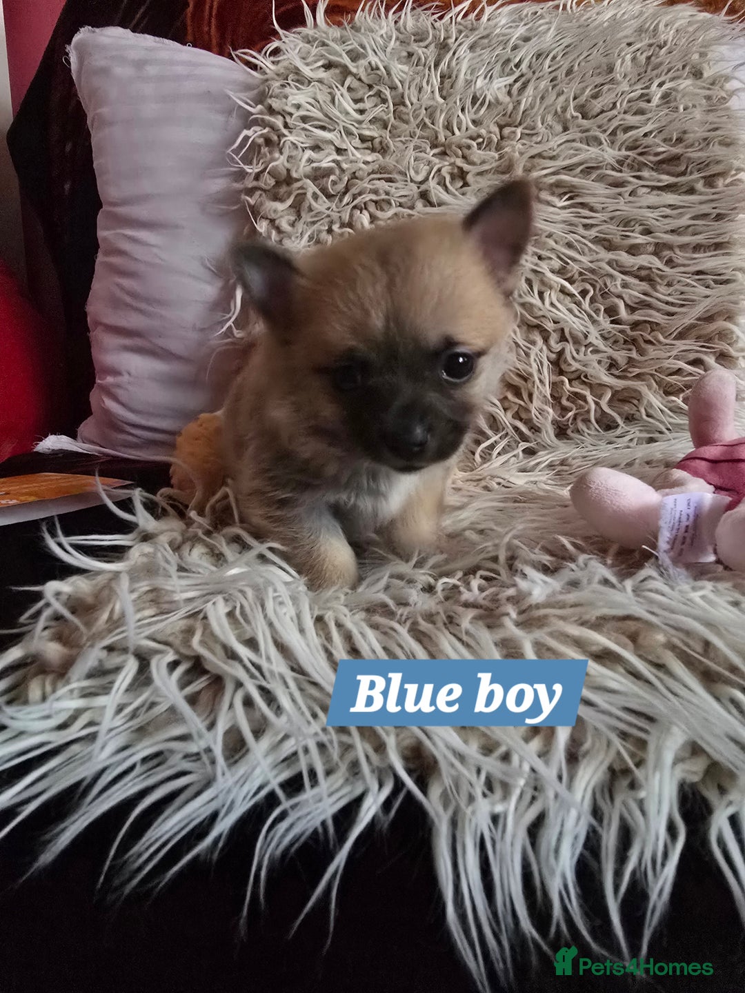 Pomchi dogs for sale: Beautiful Pomchi Puppy's ❤️  - Advert 11